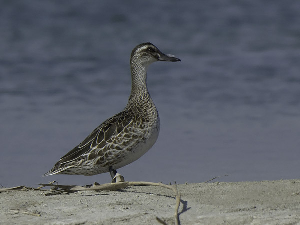 Heinätavi, Garganey, Anas querquedula